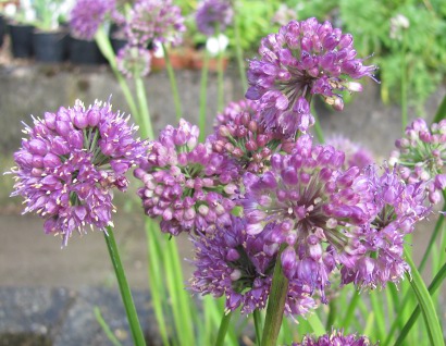 Allium thunbergii